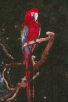 Parrot 2 